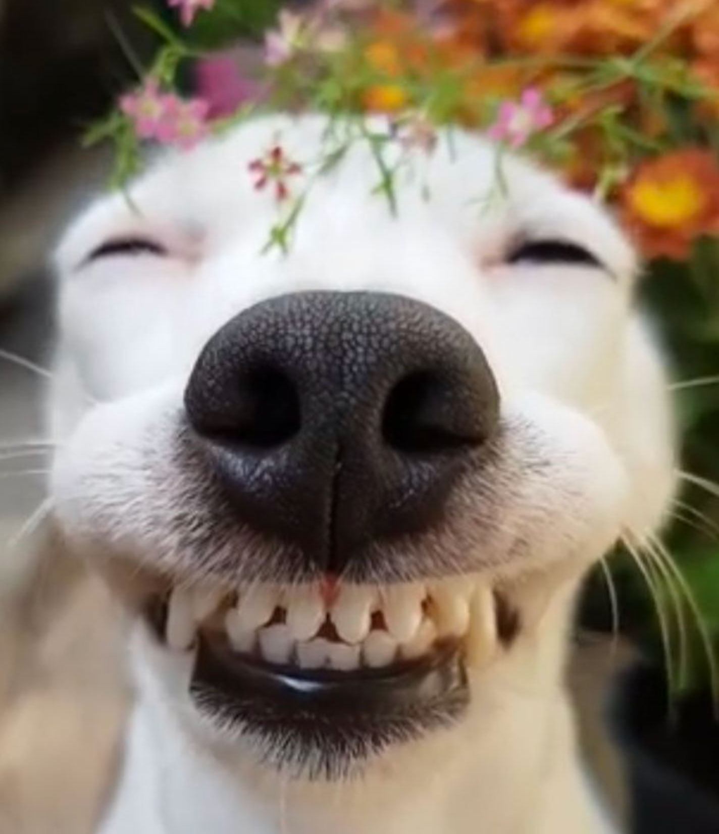 rabies shot cost for dogs_a032adb6 20ac 4916 9d9f 3d6719ad3203