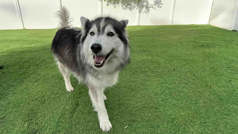 Vaccination Facts: How Much Are Rabies Shots for Dogs?