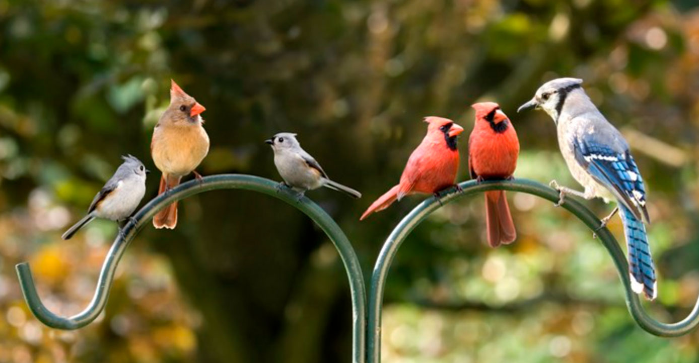 when do birds lay eggs_1477fe6e 6bcc 4984 b195 8eeea7125868