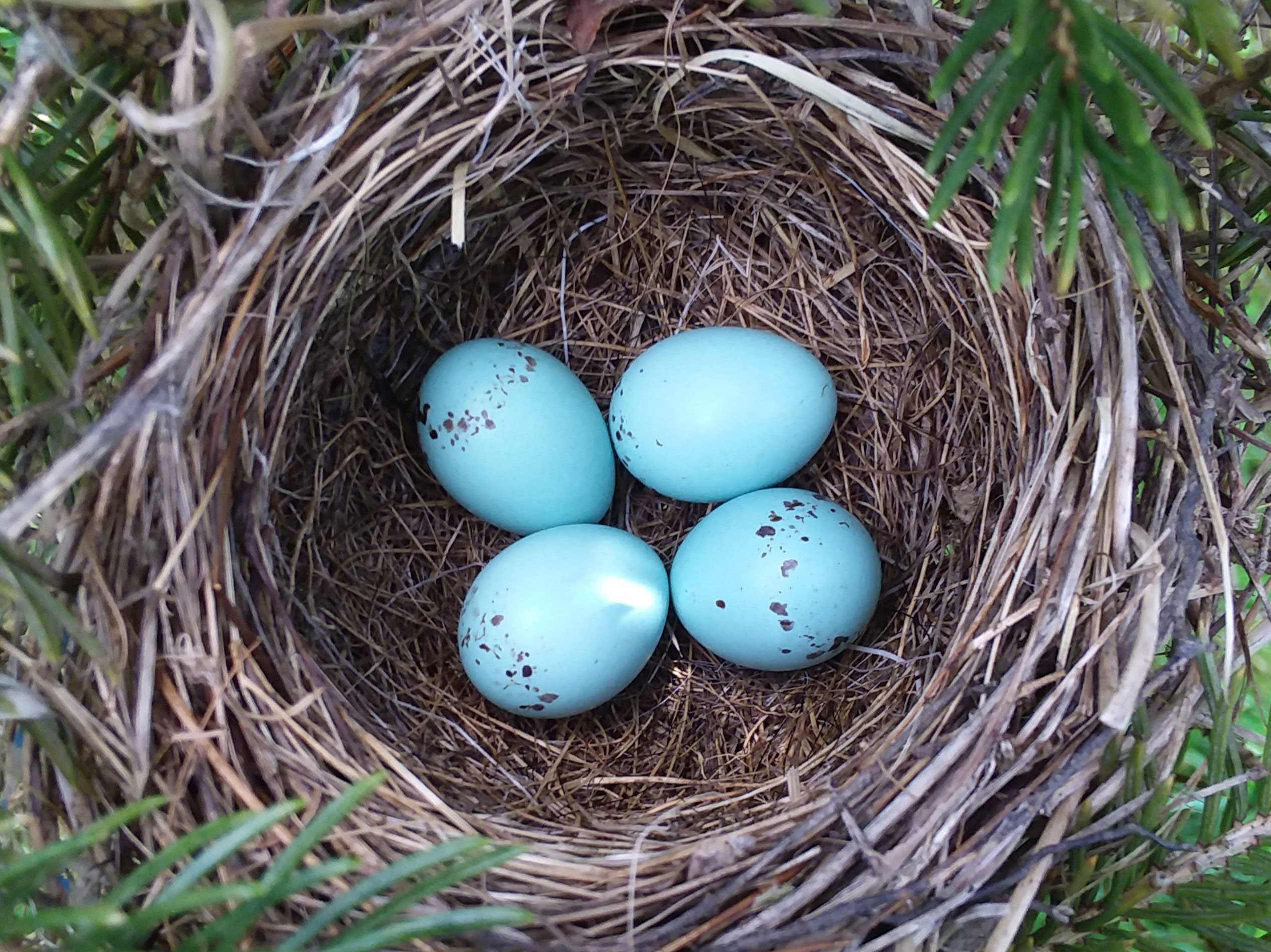 when do birds lay eggs_20b50aa1 f8ee 49a3 98ac 2ebcdf31936f