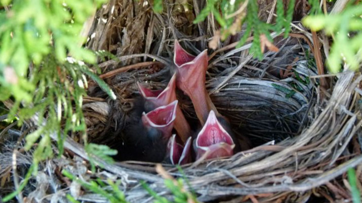 when do birds lay eggs_8edb2cac ca09 4752 91d5 fa908a869644