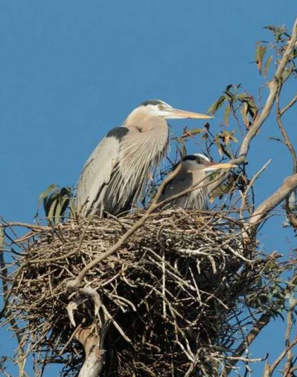 when do birds lay eggs_91eabaa3 b221 4774 acd0 237f0ffa09fb