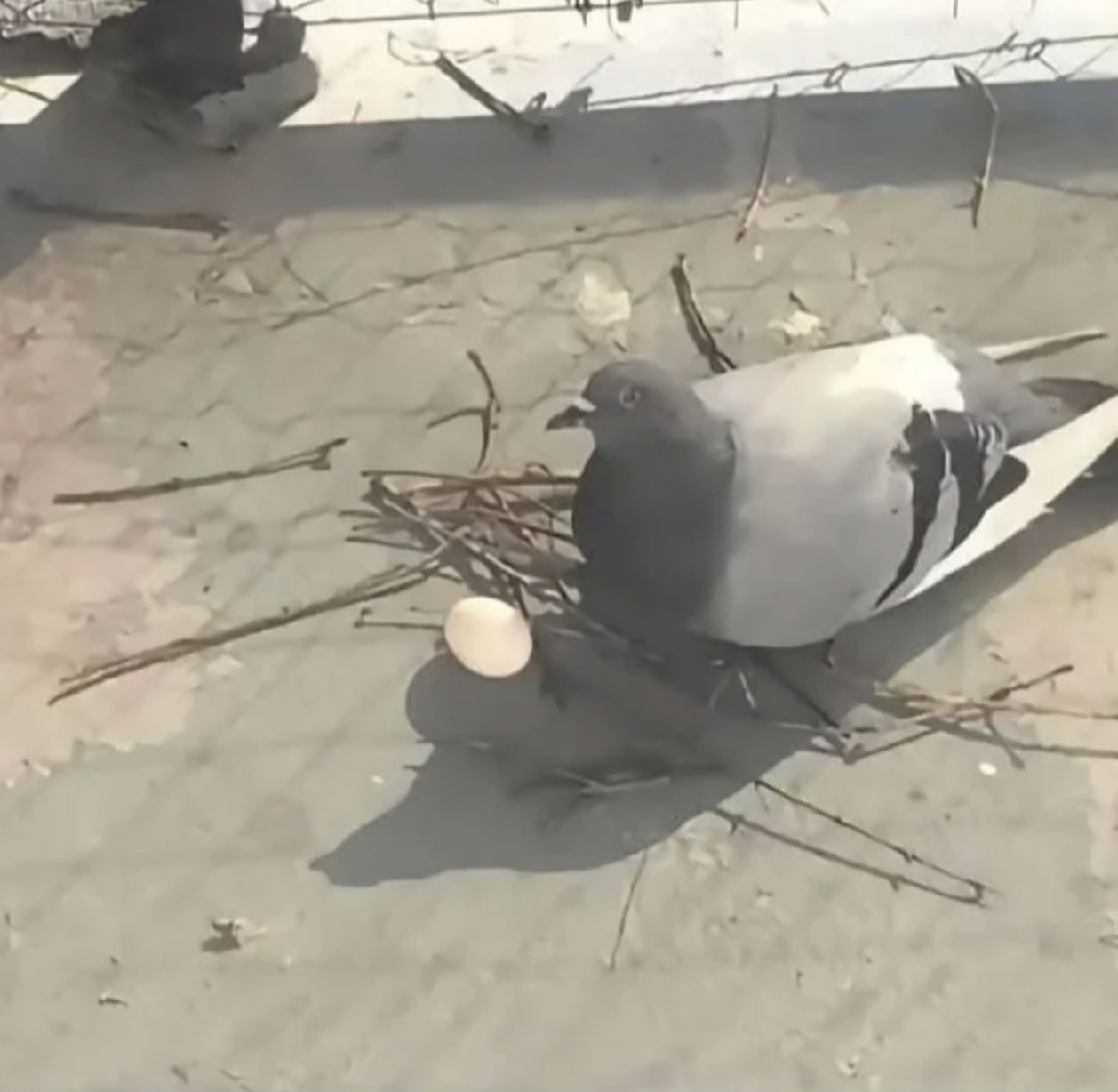 when do birds lay eggs_acbb23ec cb5c 460d 9d77 3d030ac52431
