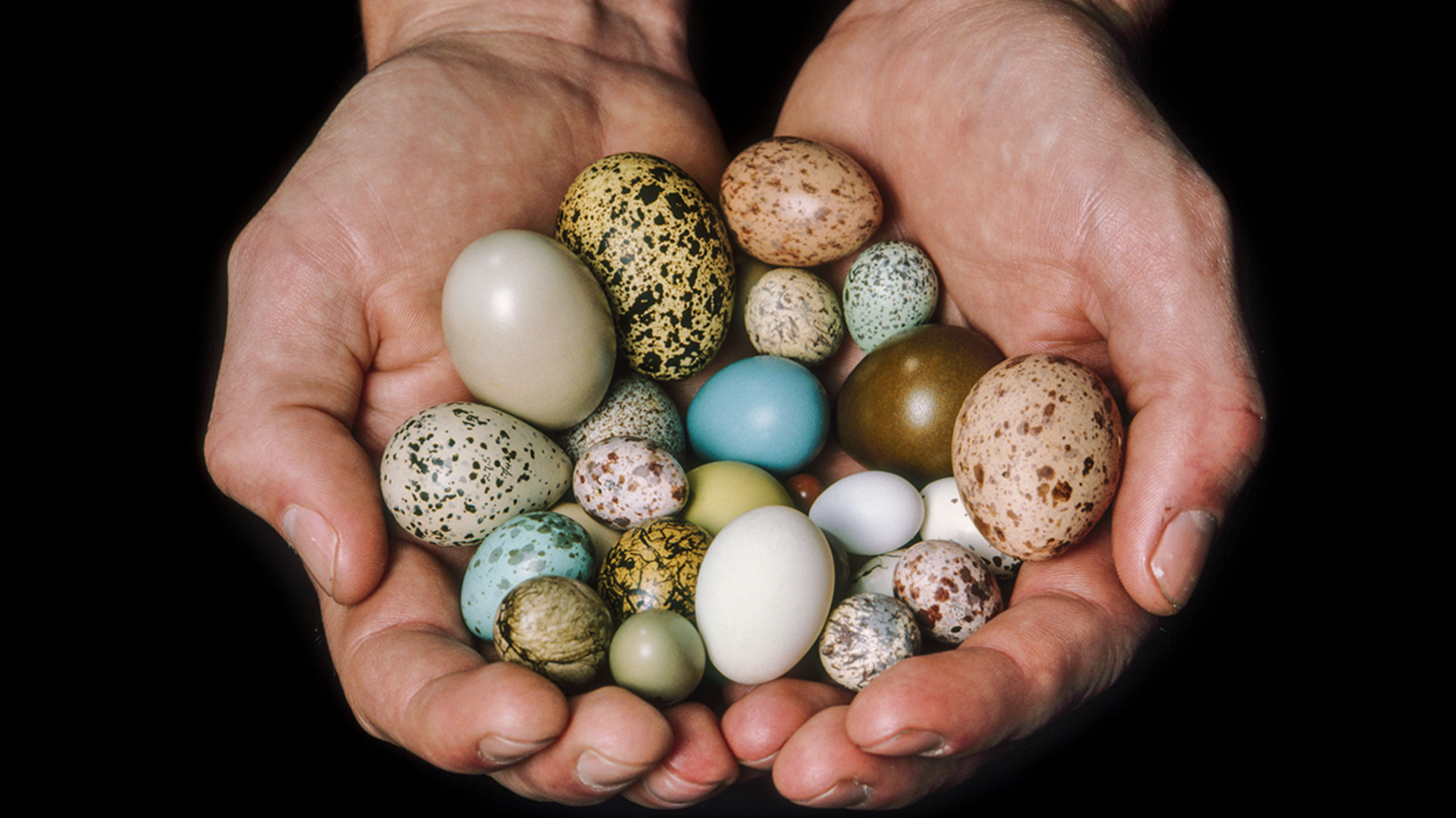 when do birds lay eggs_e6a97b3e 0b35 4c0d a9d1 feb4225e8c65