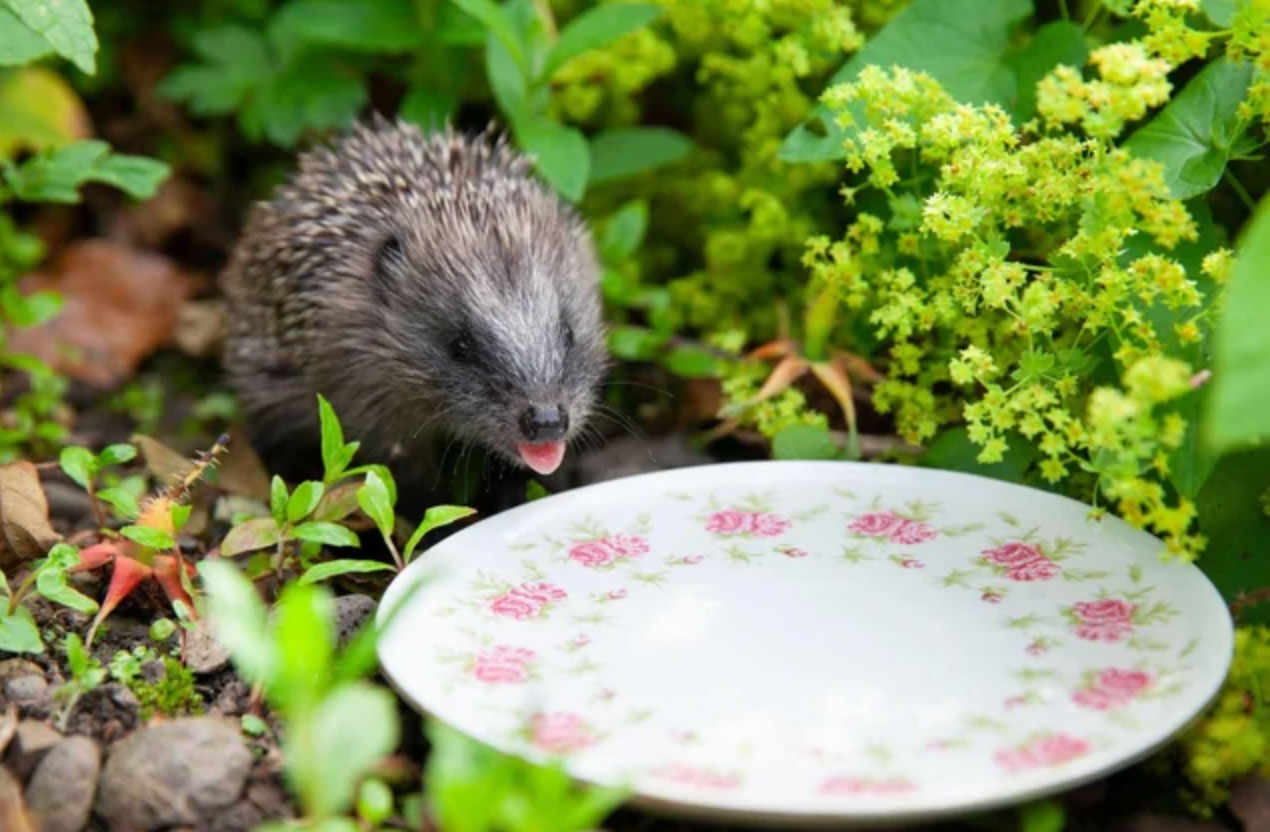what is a hedgehog_2fbfc93e 3806 4697 90a8 bdb847418180