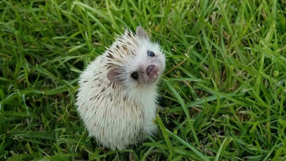 What Is A Hedgehog?