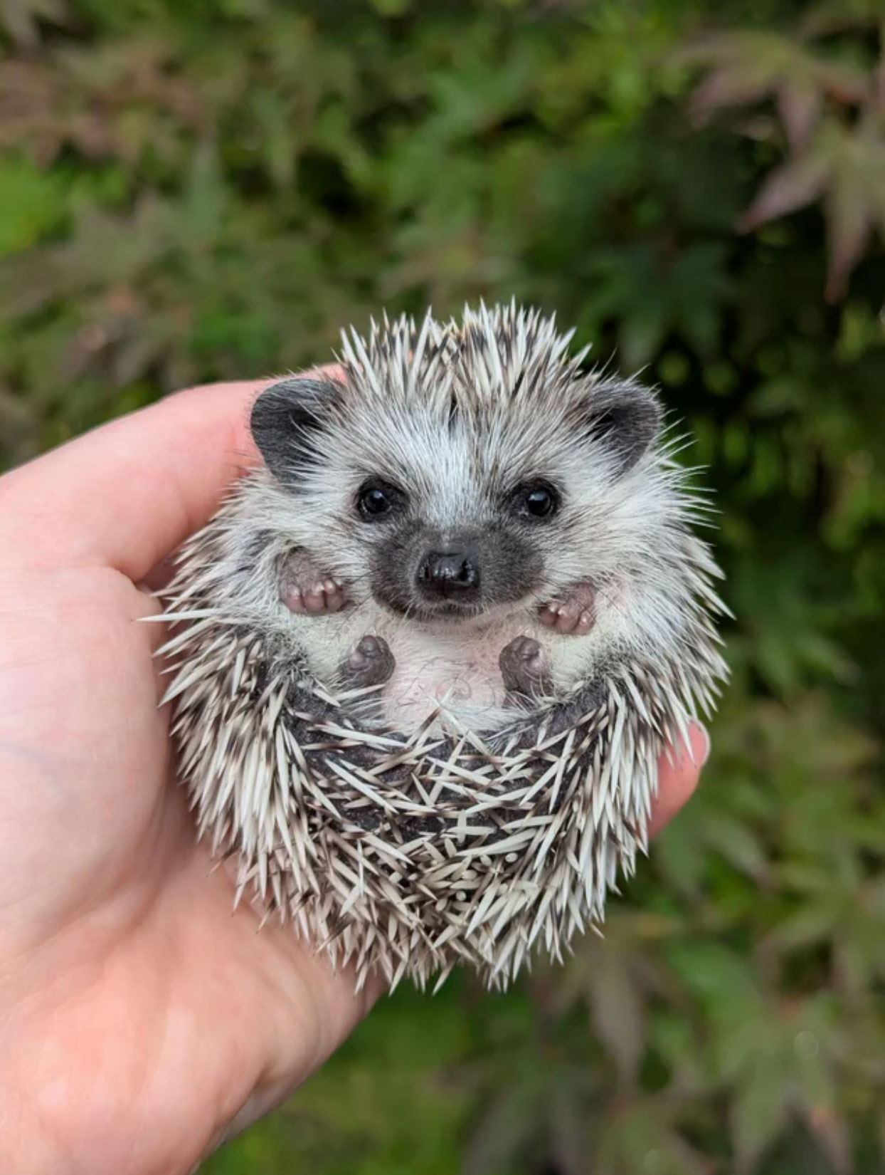 what is a hedgehog_816734b4 2909 4298 985a fb2e7af8a5bd