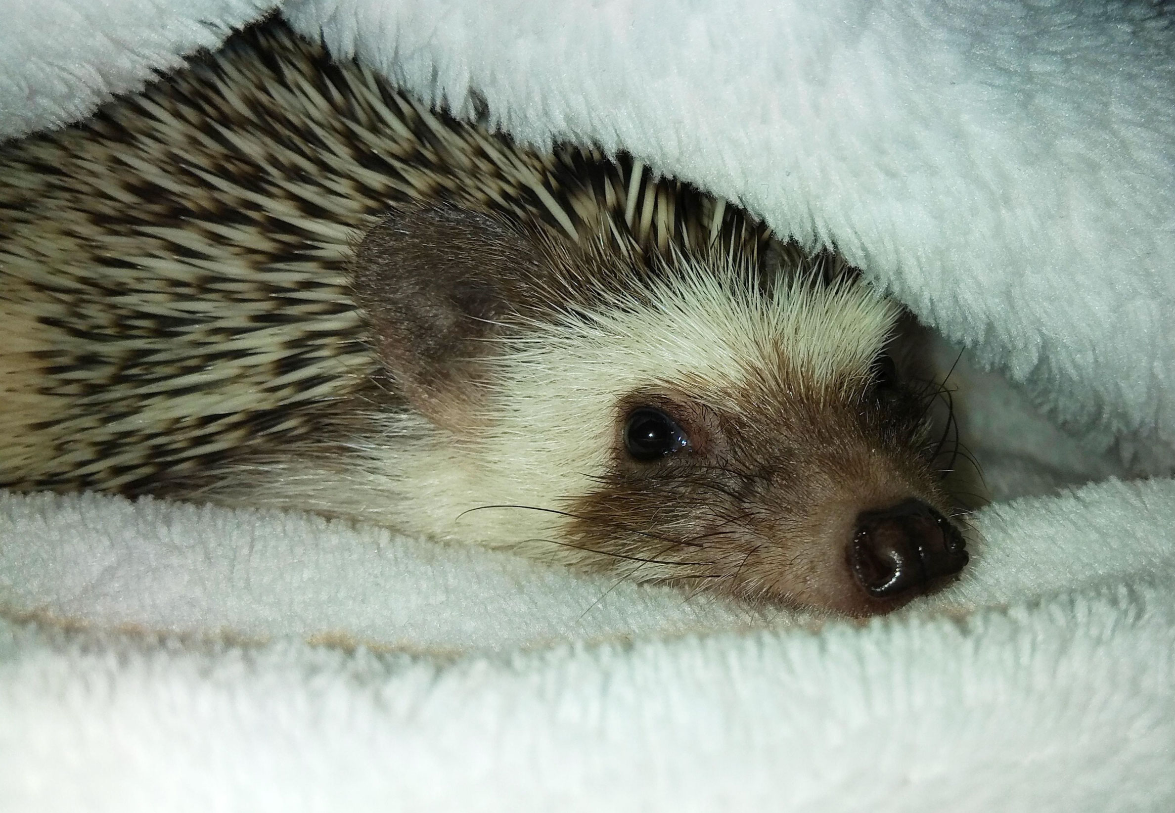what is a hedgehog_856c65f1 5594 4ee2 ae56 923e3df961d2