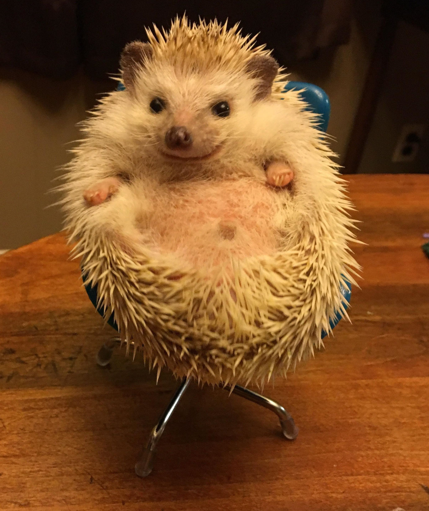 what is a hedgehog_c177752f 80e8 4285 a41c efe88e18ef1b