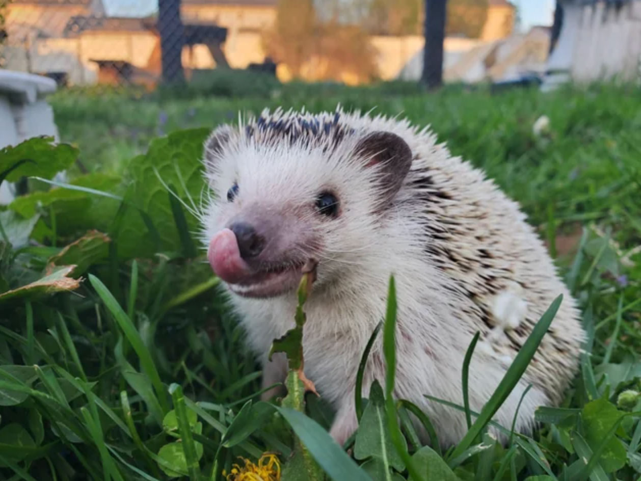 what is a hedgehog_d479903d 69f6 4f00 b222 eb8cfde473df