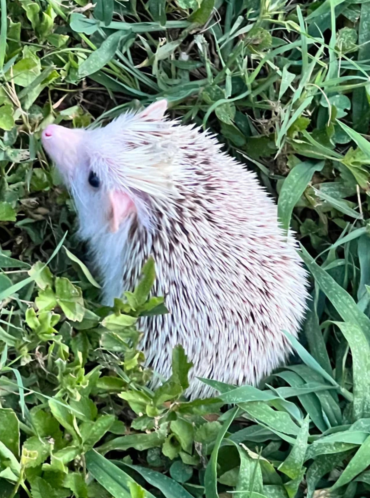 what is a hedgehog_e22bbbcd 60d4 4ea8 a26a 8418e710ac7f