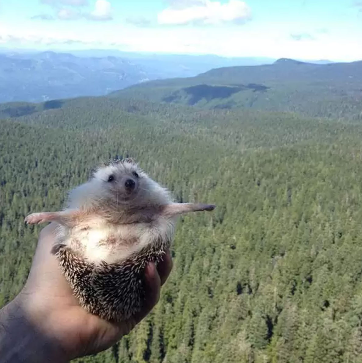 what is a hedgehog_e766842a ca89 4c23 9da2 abbcd9ae8f76