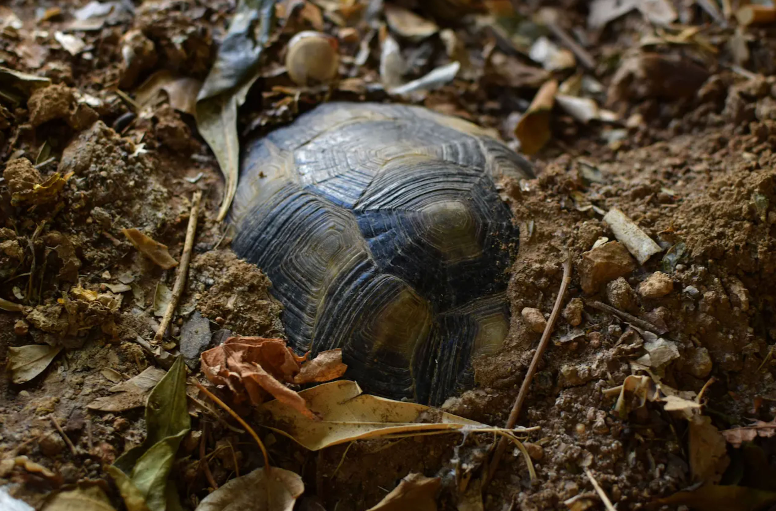 can turtles drown_5e0f4c87 f5dc 4e35 9bb0 5245a7834c20