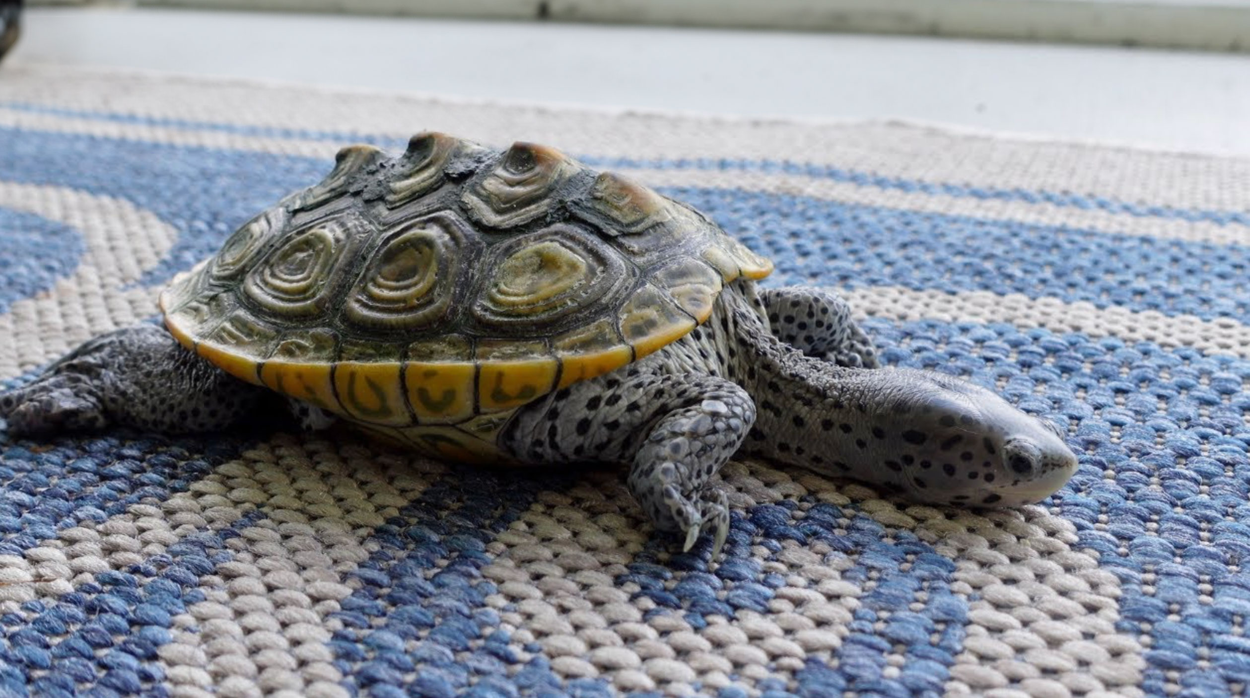 can turtles drown_6031ec1e cf37 4faf 8e29 fef2ff8fab0a