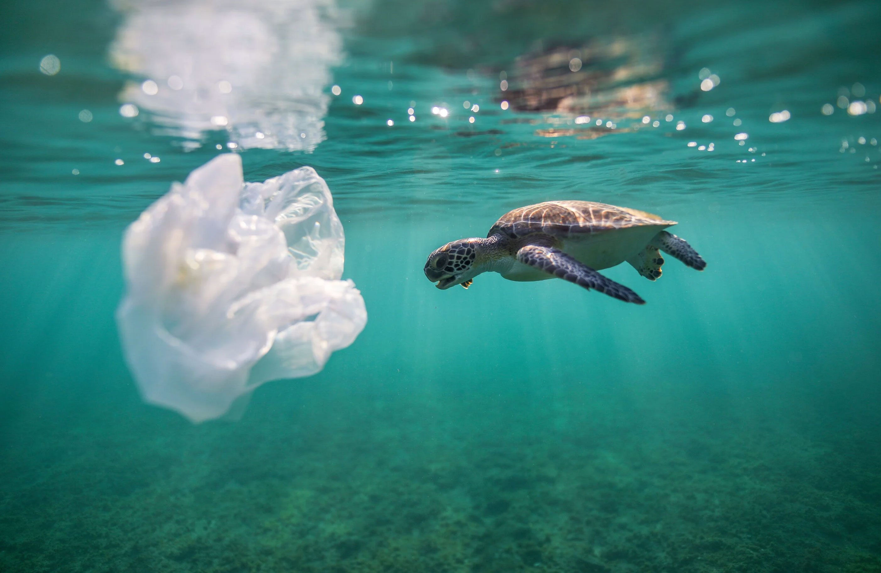 can turtles drown_66865eb9 5fce 41d2 ac1e f00b74695965