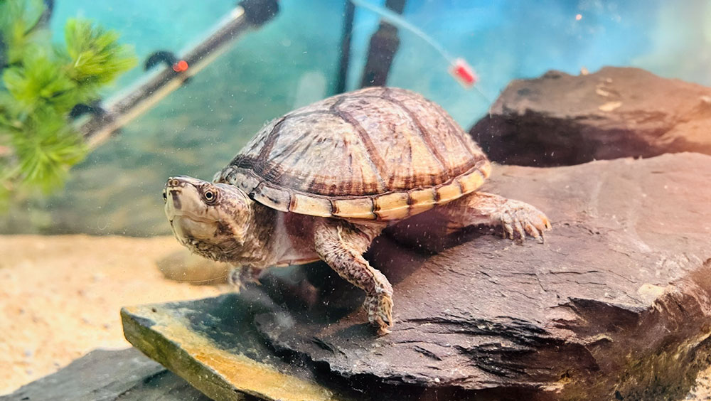 Can Turtles Drown?