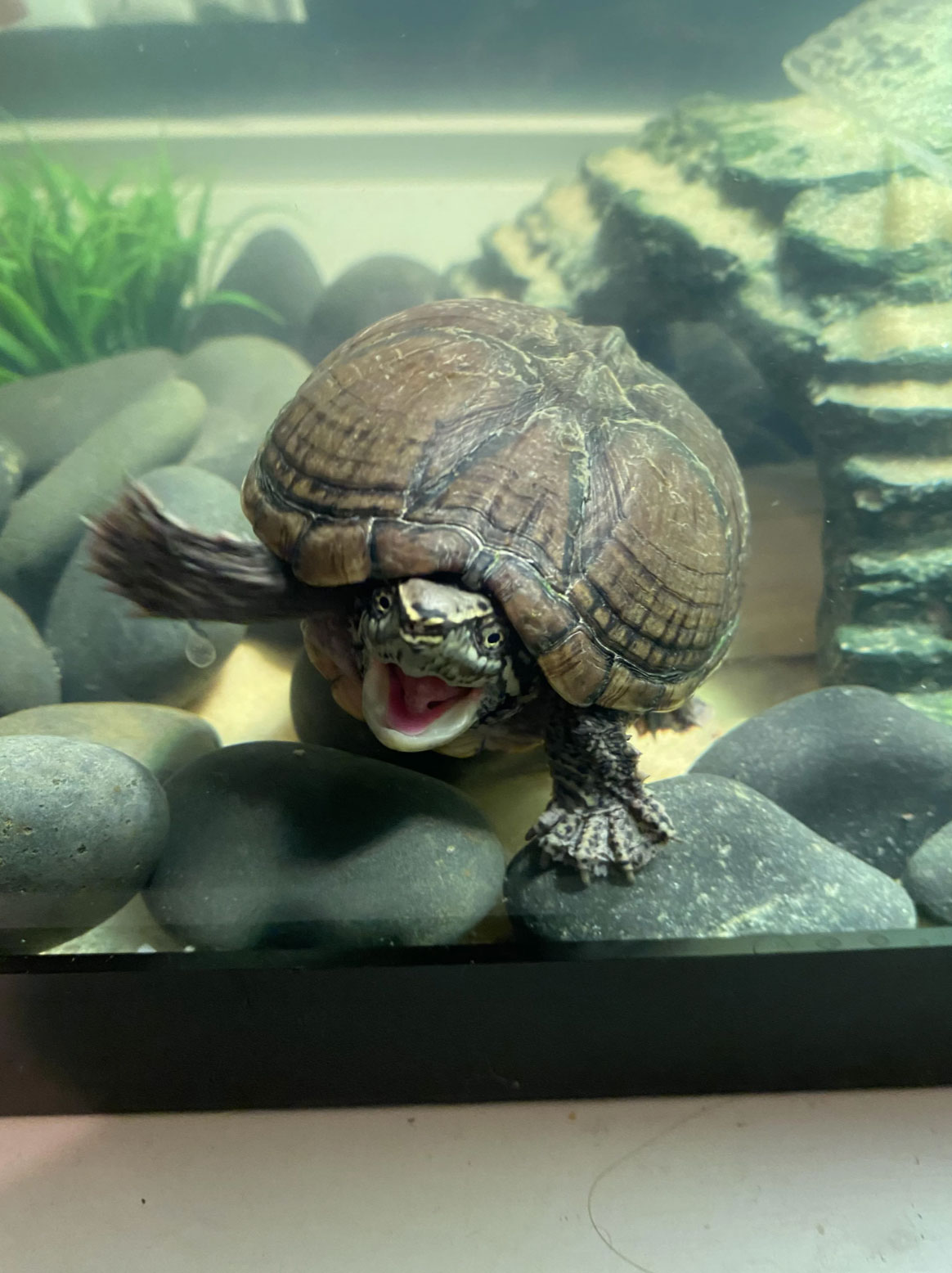 can turtles drown_82d9e72d f051 4c09 a285 8d08ab96b115
