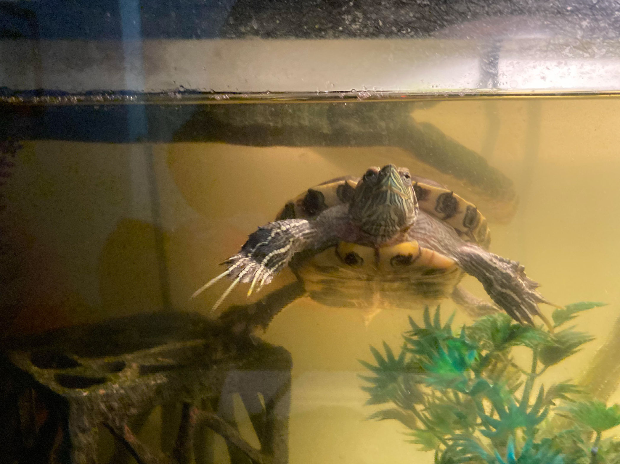 can turtles drown_87e8fb2b ebe4 4444 a51b 3f14204dd3f9