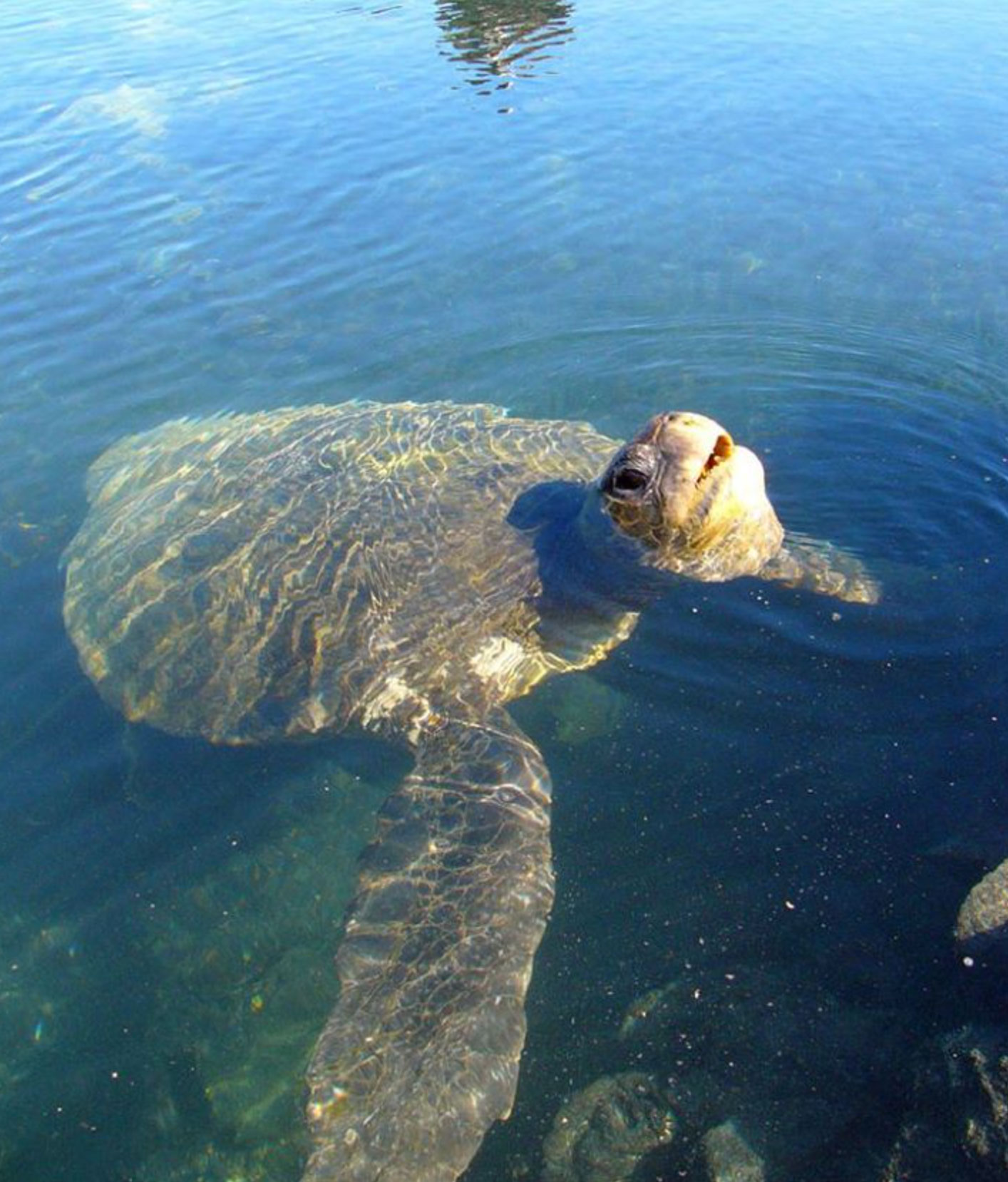 can turtles drown_d0cb802e 0125 4220 bcf6 0424db14901d