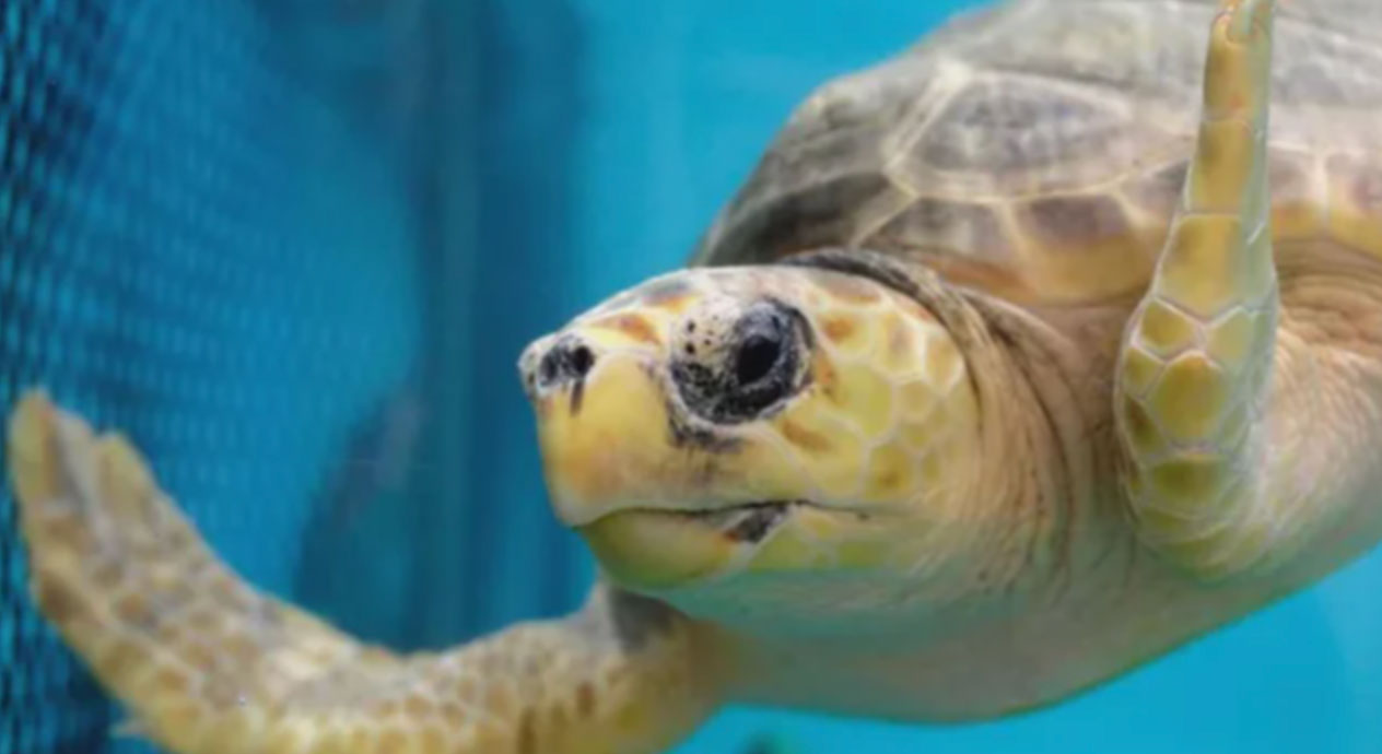can turtles drown_d21d8dac d91a 4039 a841 0f089111dc9d