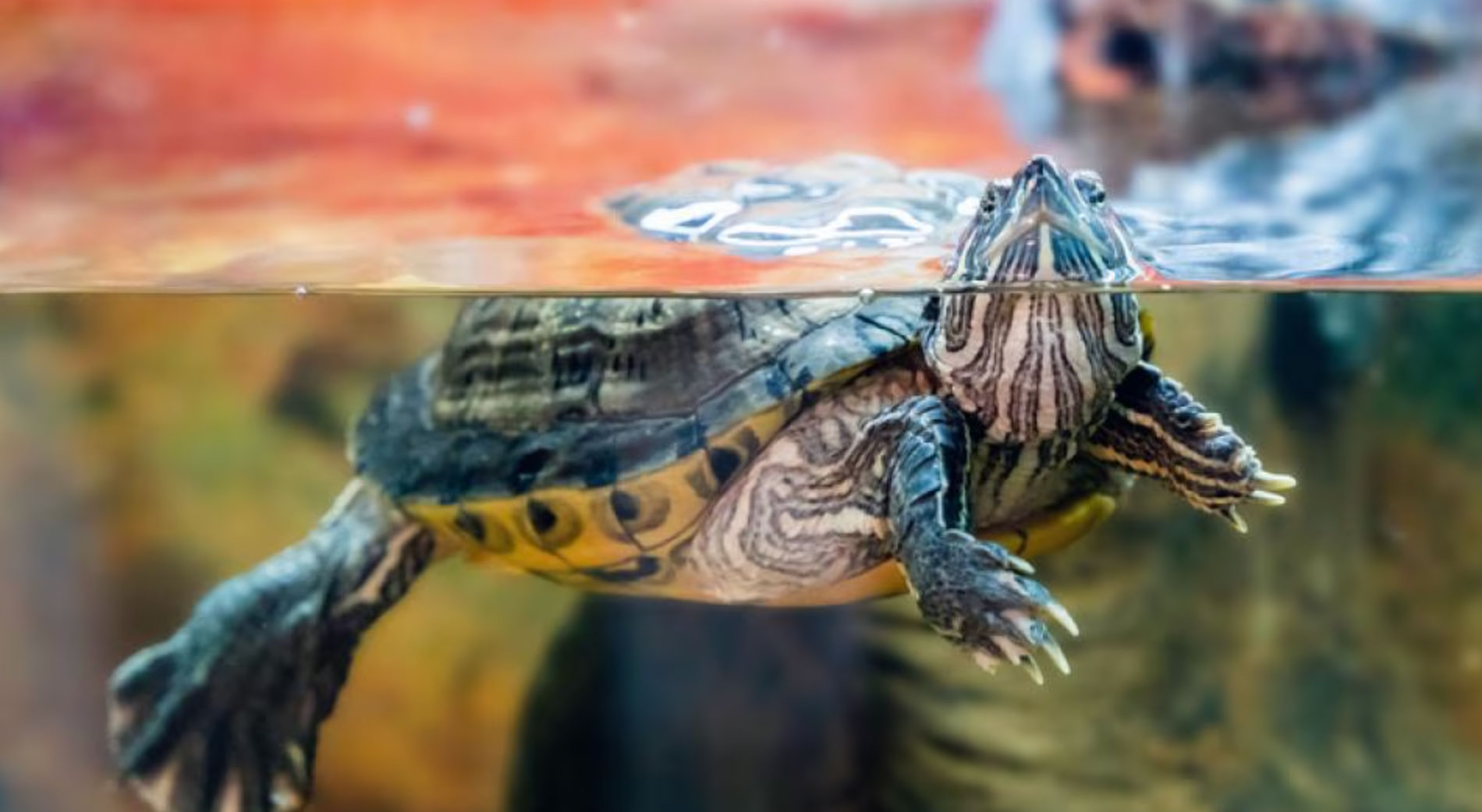 can turtles drown_d3b49c96 5410 4a0e a822 f936bc0d999f