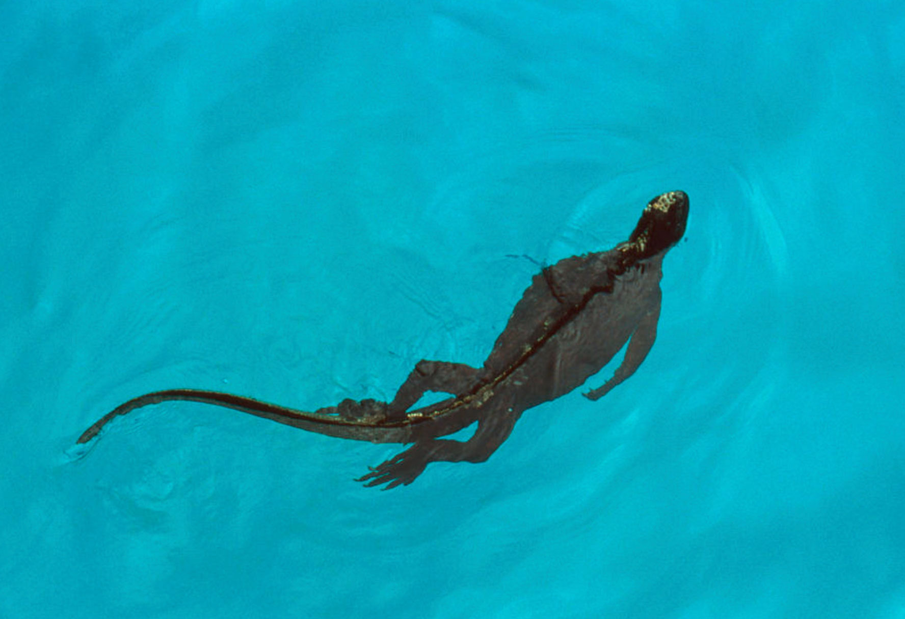 do iguanas swim_11c08750 afdb 4101 928c 29c12966d695