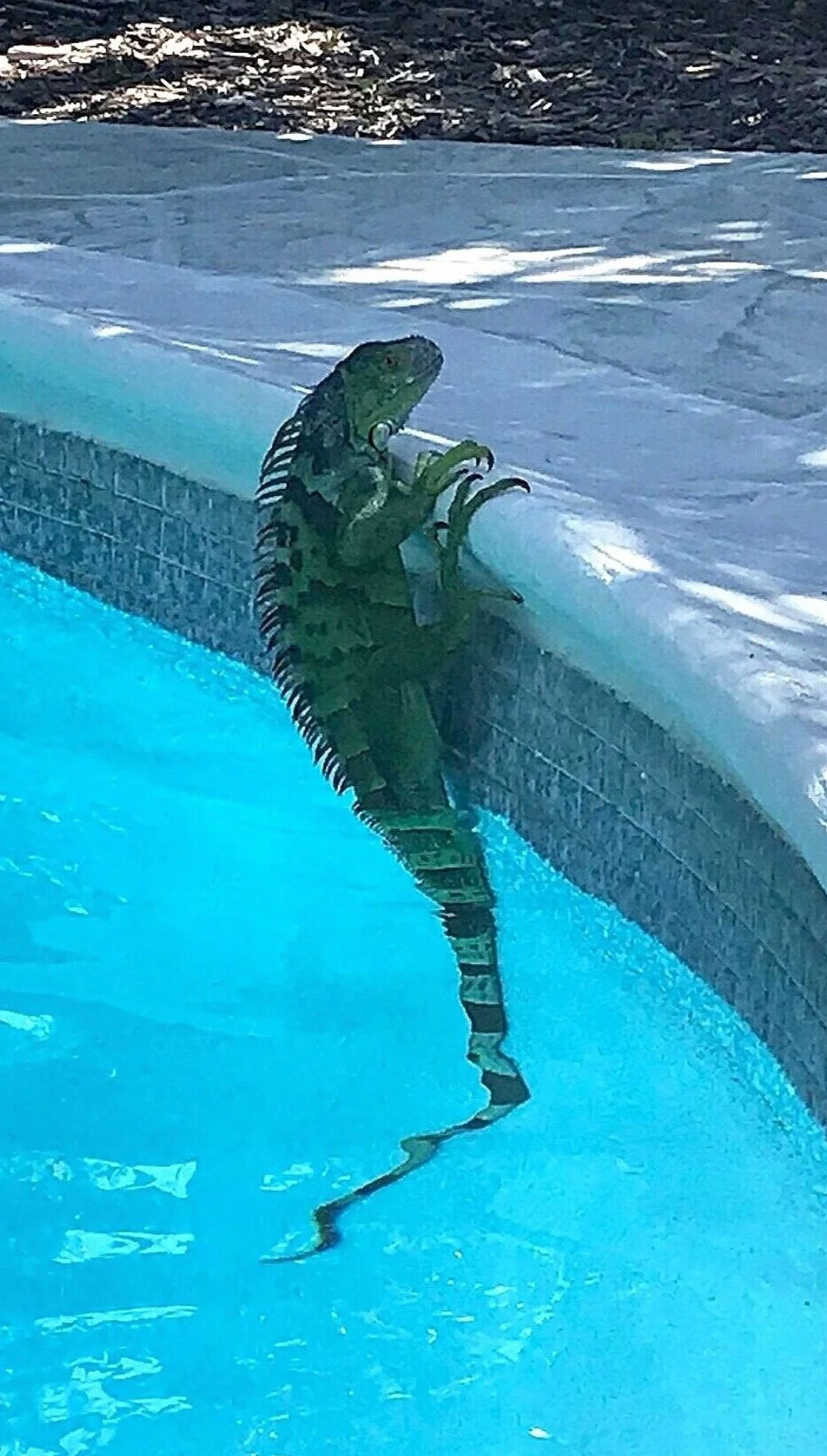 do iguanas swim_266ae66d bb74 4ae3 bb29 d5d371f40f7d