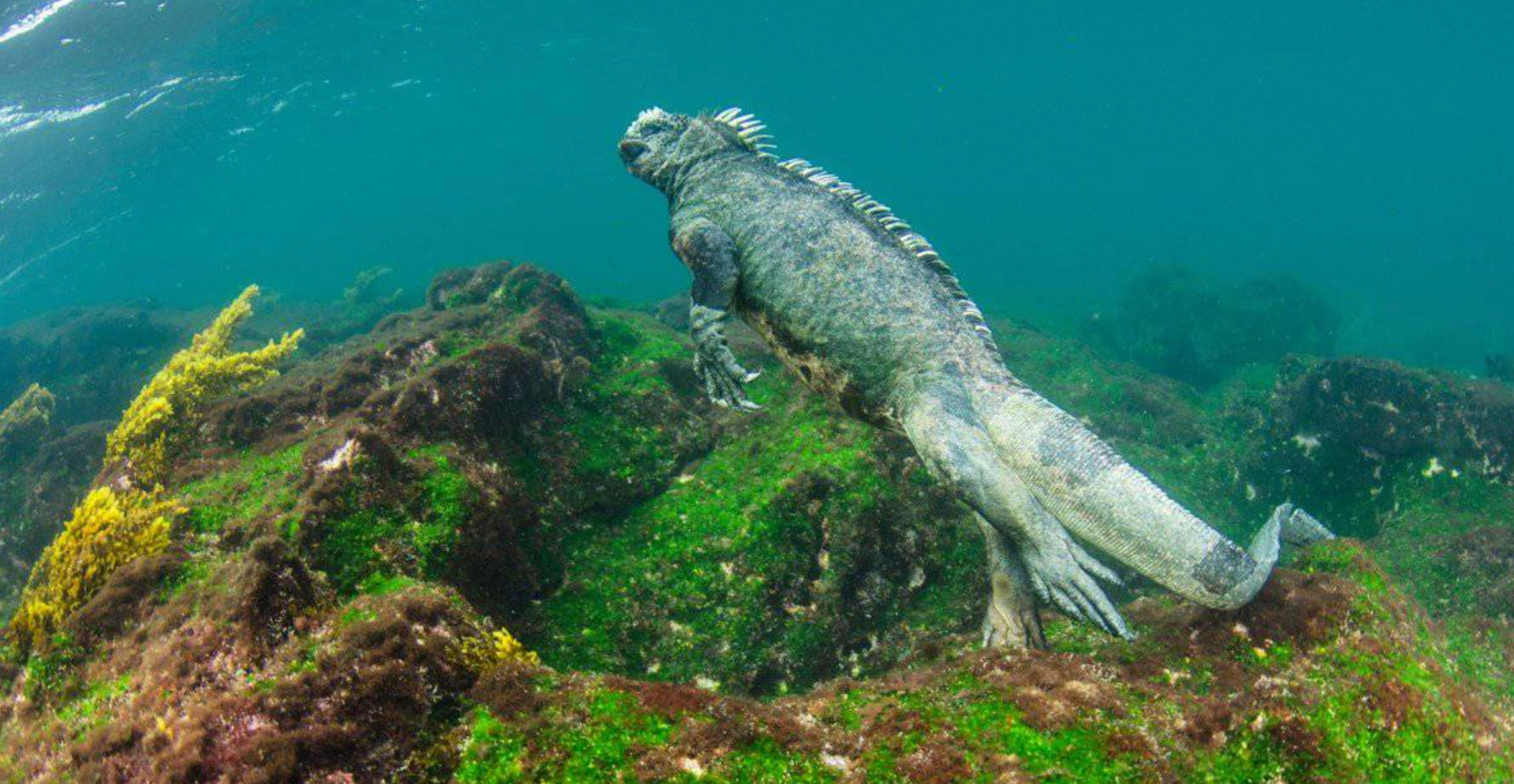 do iguanas swim_2ca1486d 9302 47a6 9310 256860c1fcbb