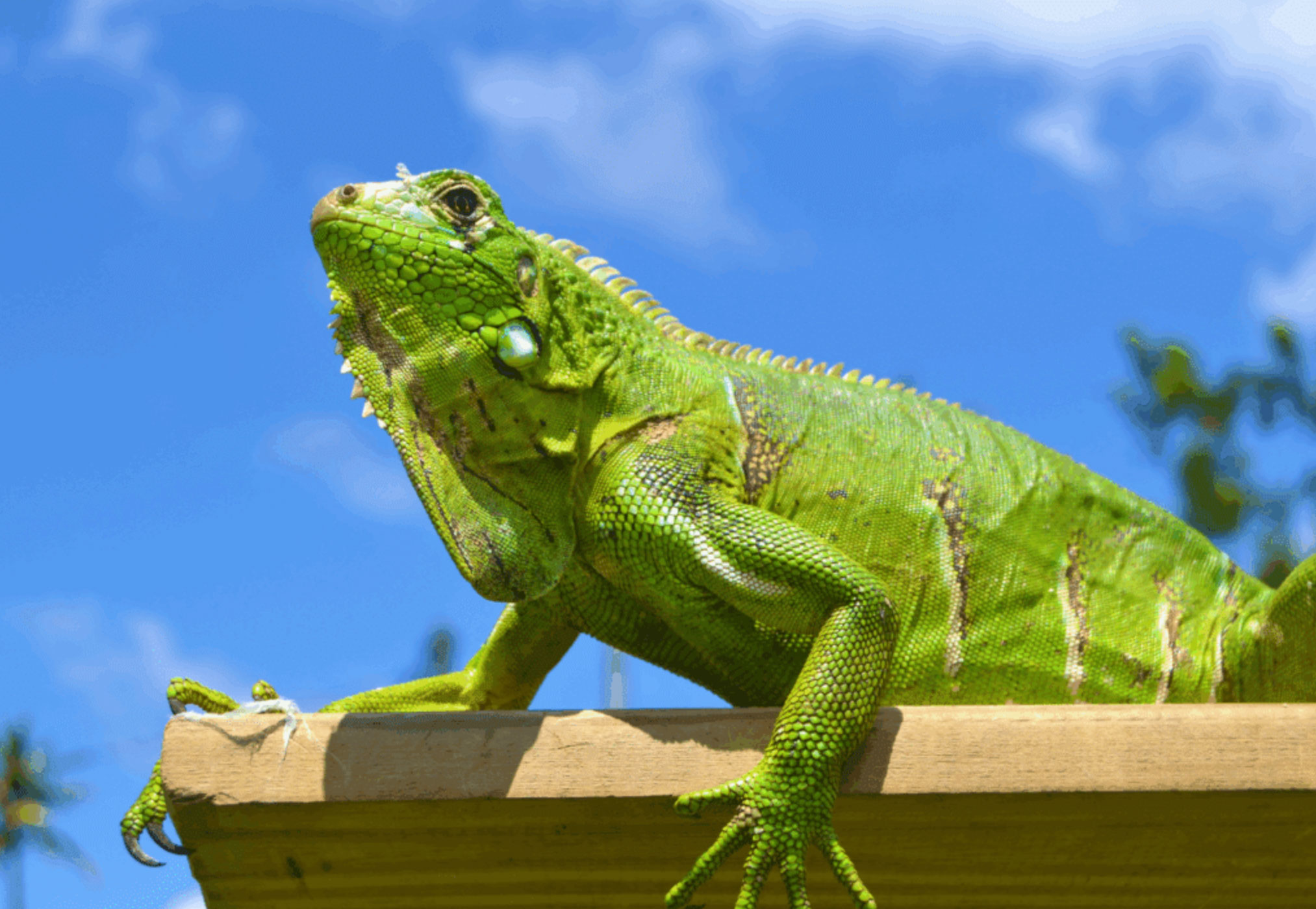 do iguanas swim_3dce0f02 200a 4ed3 afd1 8a165f947da8