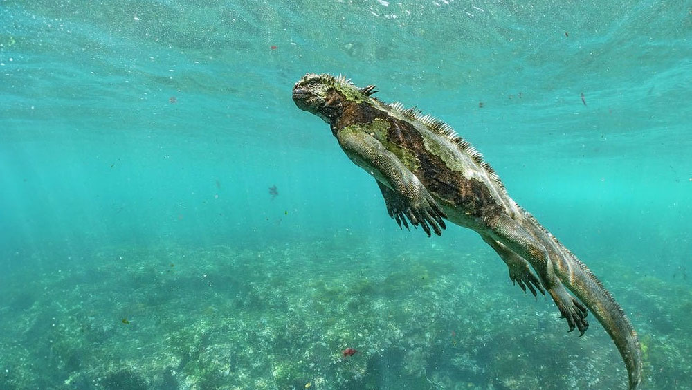 Do Iguanas Swim?