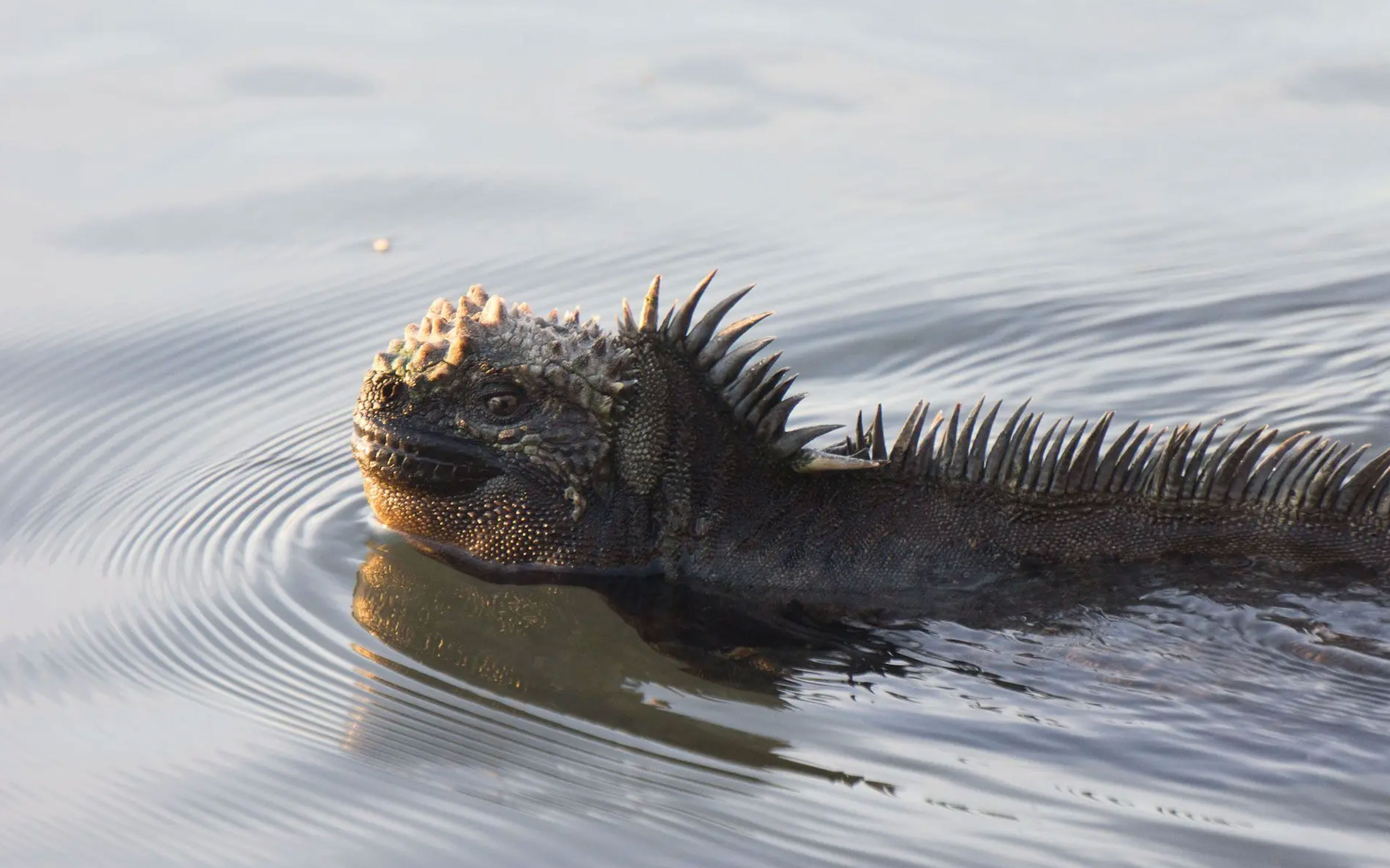 do iguanas swim_64939c52 0d03 4115 b17b 7fa5381fb5a6