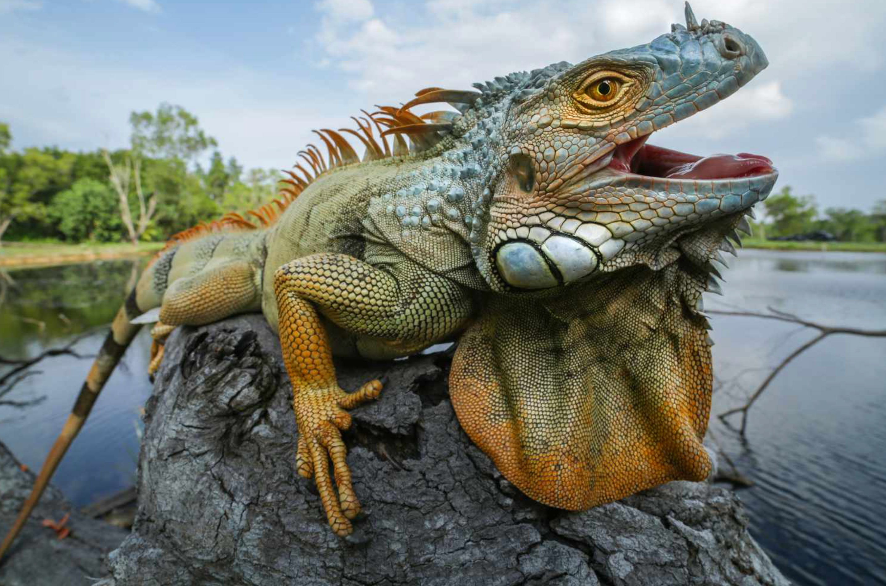 do iguanas swim_9583fac7 e659 4923 9747 07f23b3801b7
