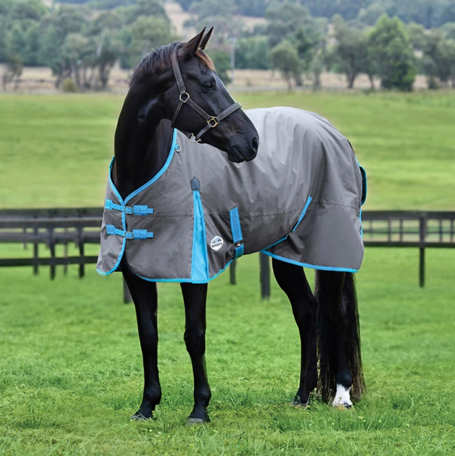 horse care essentials guide_3a9bfabf 18ac 47ce a2de 693179b01819