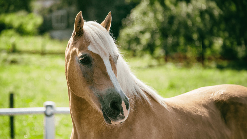 Everything You Need To Take Care Of A Horse