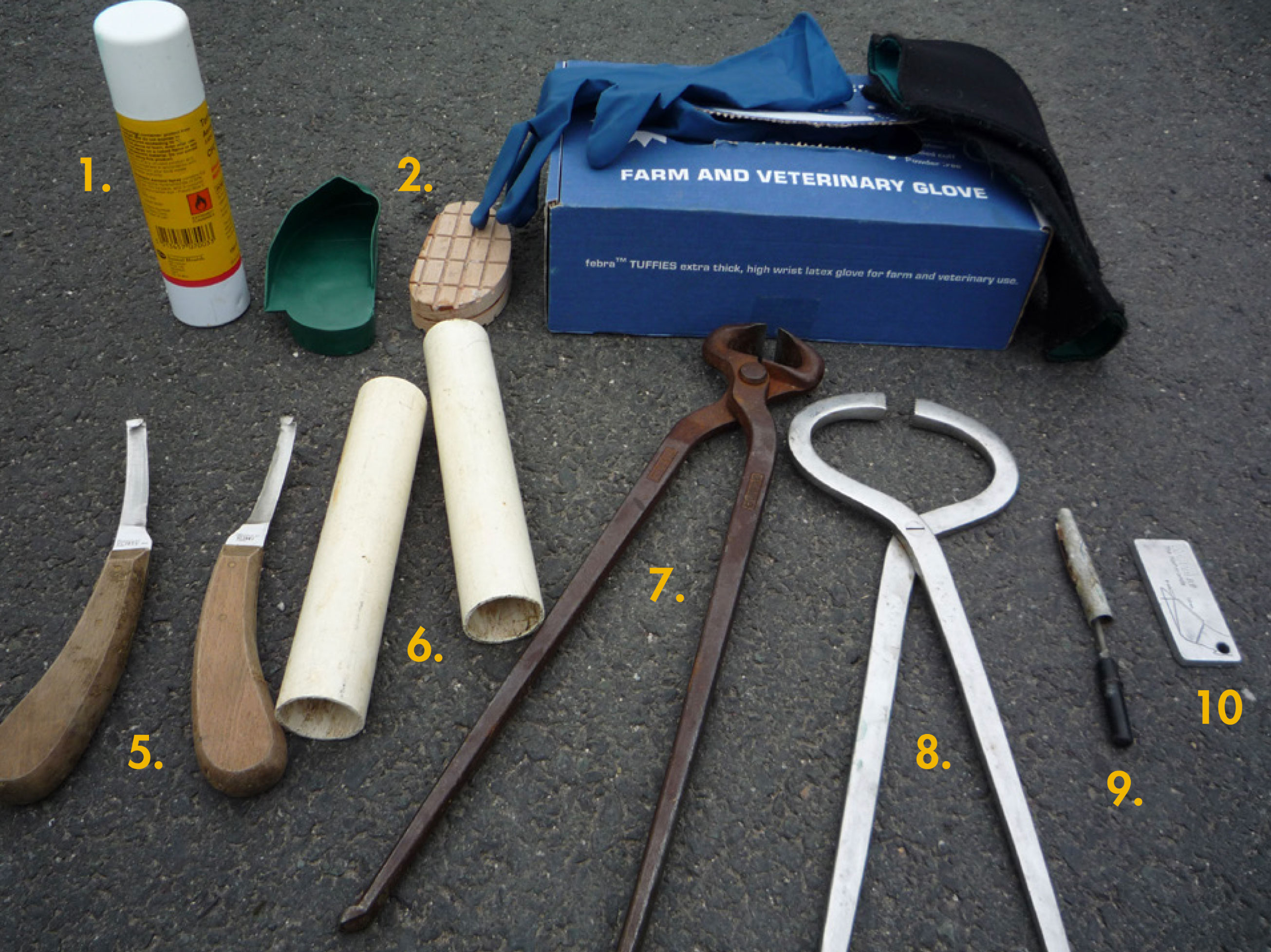 horse care essentials guide_618b293a 61d5 4cec bfef 4a2ef0f948ab