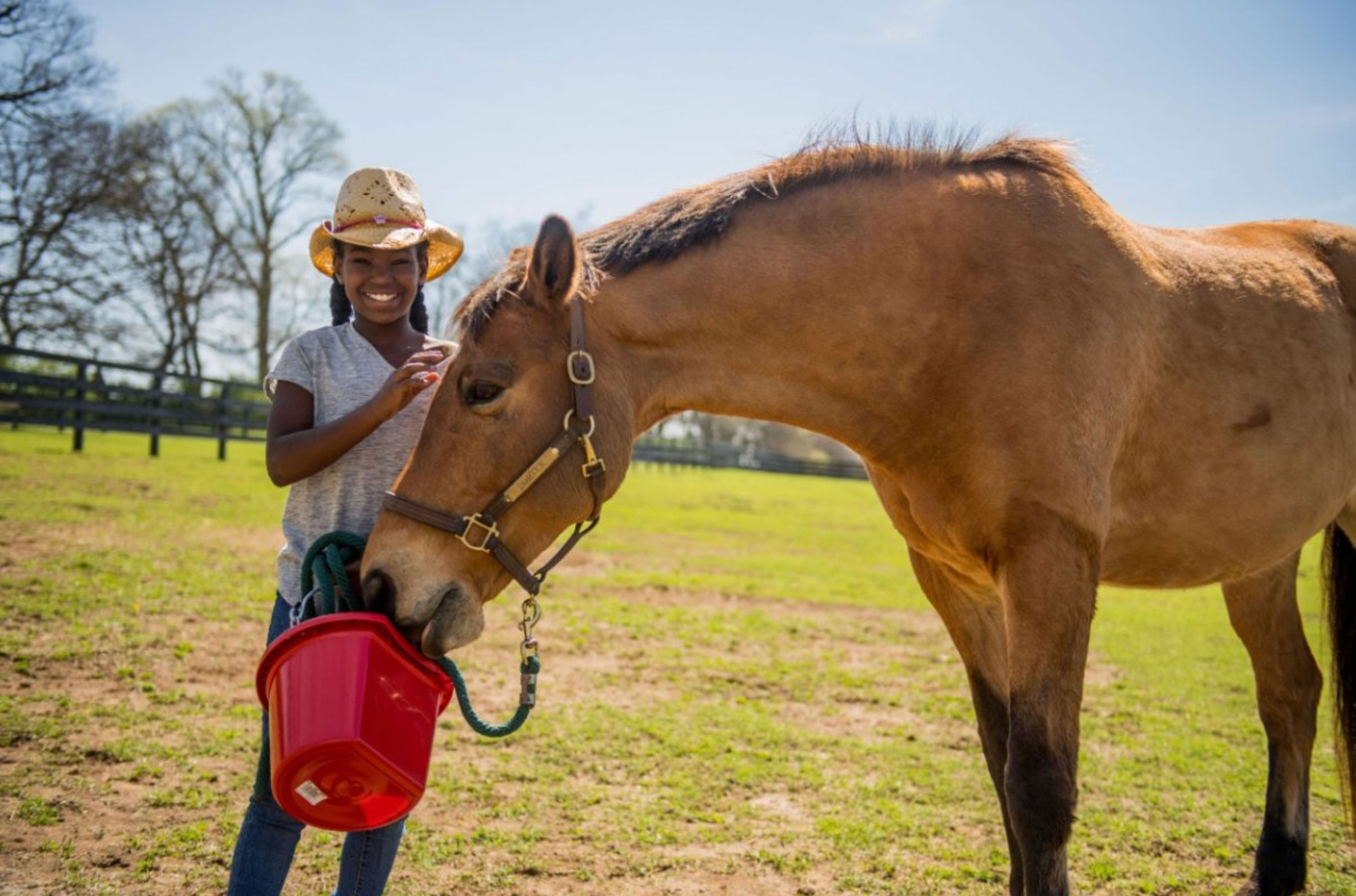 horse care essentials guide_7f4c8cbe d348 464a 8c79 04893cfa1d19