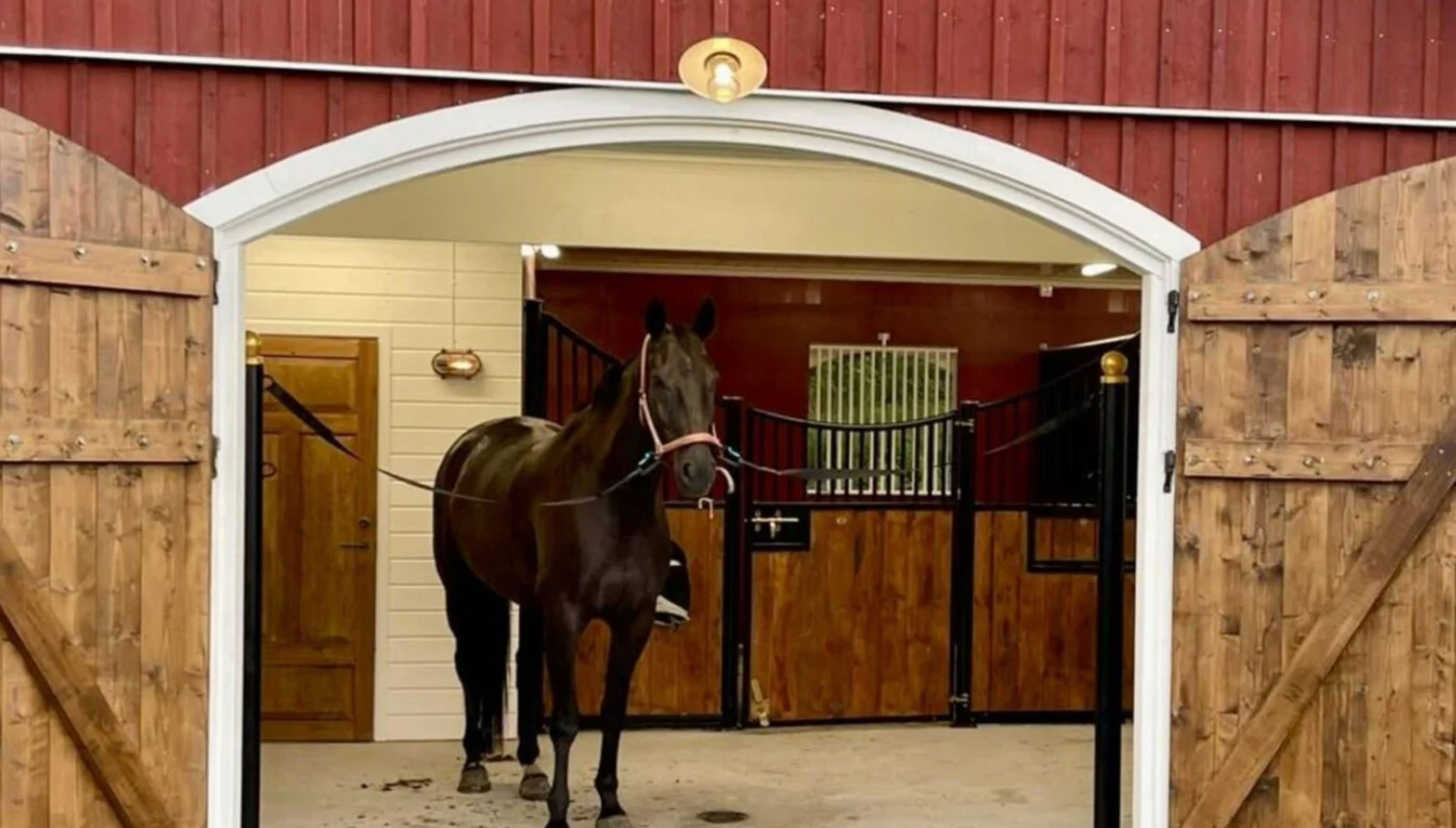 horse care essentials guide_f127df7d 353a 4bc1 a989 6cac8b0d7062