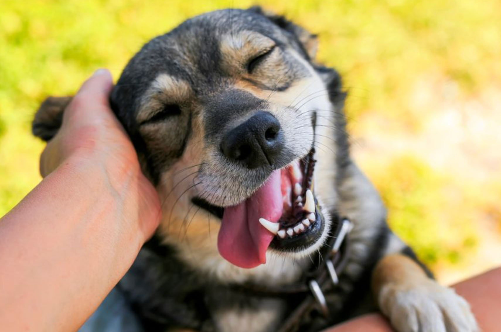understanding the 3 3 3 rule for dogs_305facf8 22a9 4cf1 b122 0d12ca0da256