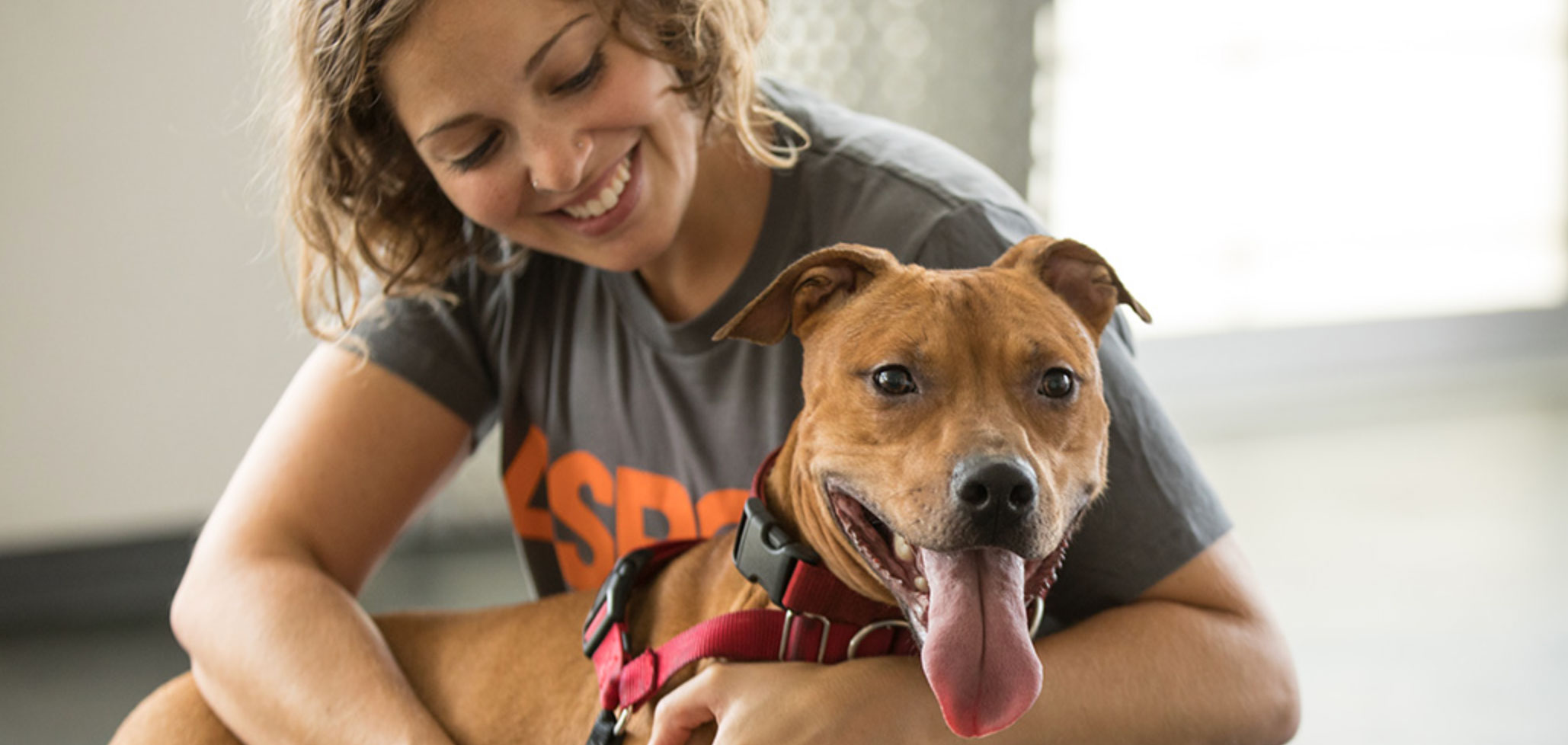 understanding the 3 3 3 rule for dogs_638eb7fa f17f 46eb bc28 38dcb57299ae