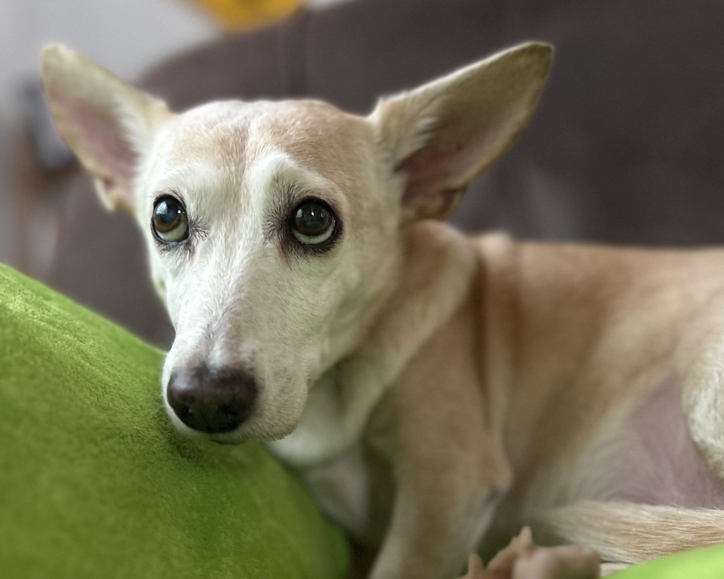 understanding the 3 3 3 rule for dogs_78dc02bb 6c23 437c 8726 b1623f3d4602