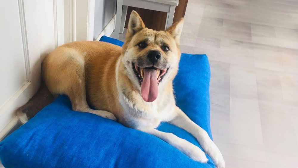 Understanding The 3-3-3 Rule For Dogs