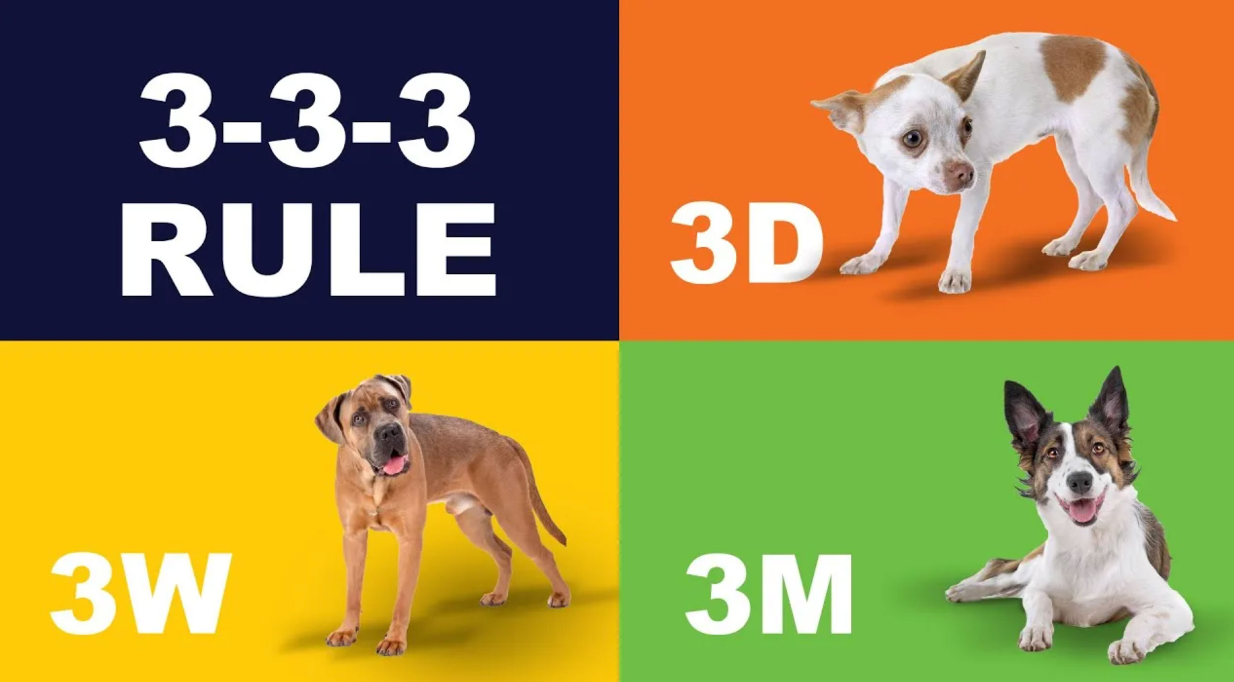 understanding the 3 3 3 rule for dogs_d0bcb849 1516 4bb1 bb64 8582c3991c17