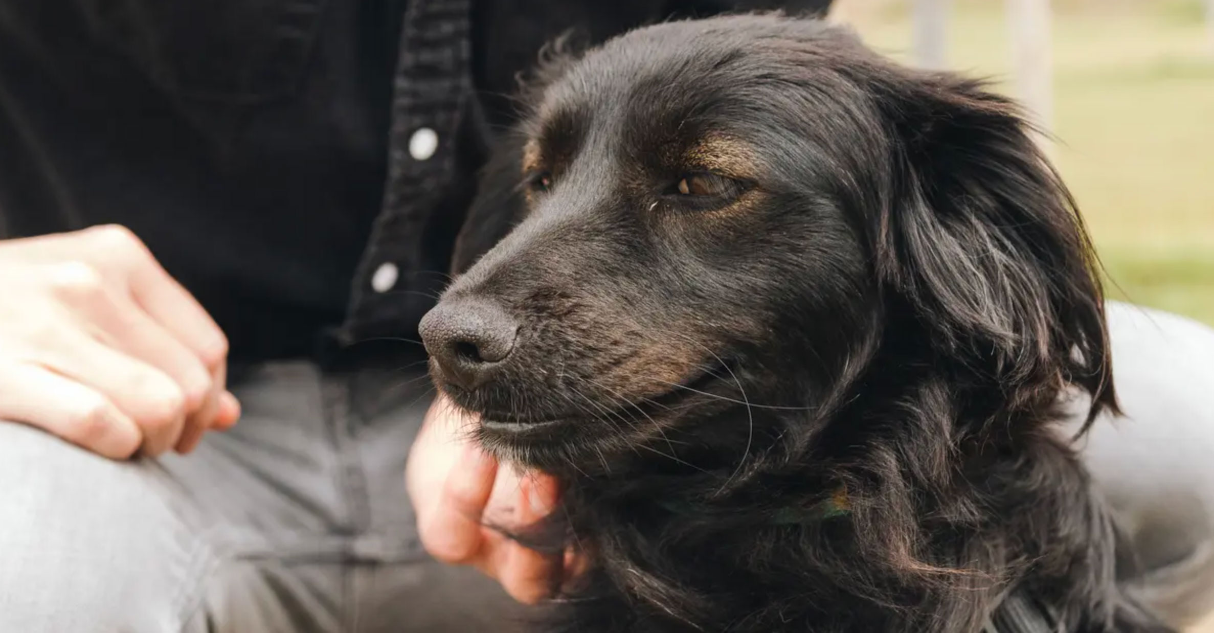 understanding the 3 3 3 rule for dogs_ef619929 b132 4253 8eb7 e2a2a3dcb99c