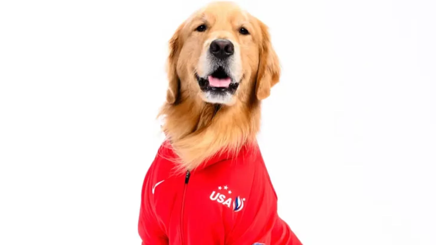 Golden Retriever Beacon: Olympic Therapy Dog & Cancer Research Breakthroughs