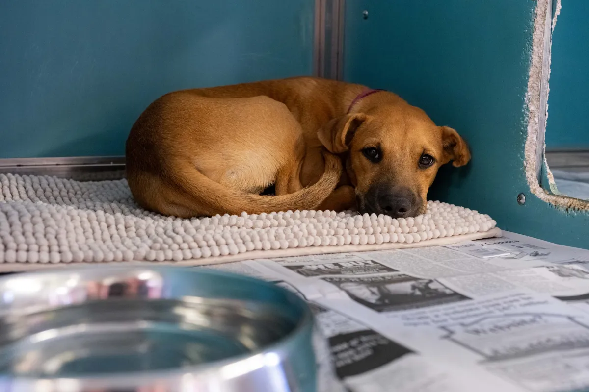 1765905975577_AnimalCareServices_Dogs_Puppies_01_08