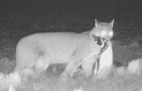 1766071120753_1_pumapinguino_web