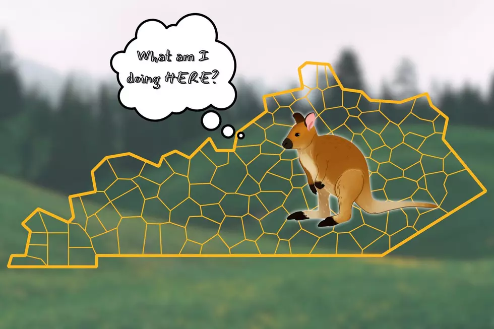 Wallaby Pet Ban: Why States Are Moving to Restrict Exotic Pet Ownership