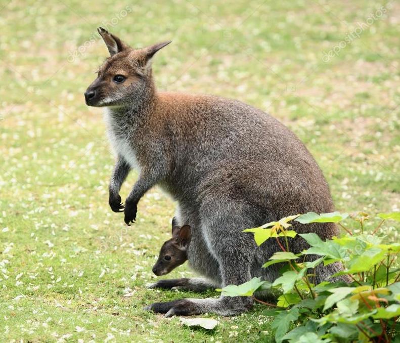 1767540276436_wallaby