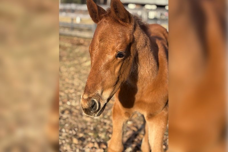 The World of Fillies: From Newborn Foals to Champion Racehorses