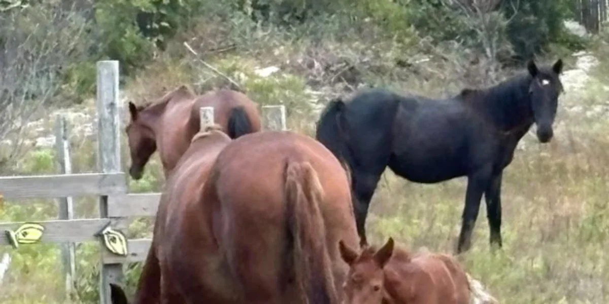 1767626515745_AU47JJRQ4RD55JONH5IGRVLIRU